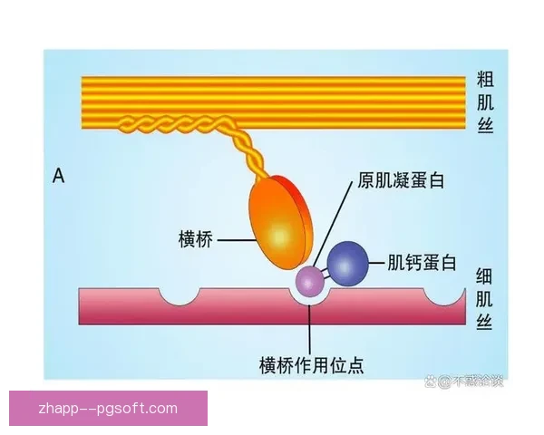 世界杯赛后复盘看出线形势与战术调整释放的关键信号走向与博弈 世界杯赛后复盘看出线形势与战术调整释放的关键信号走向与博弈